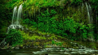 The Rainforest