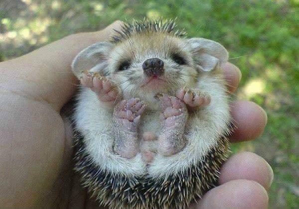 Baby Animals