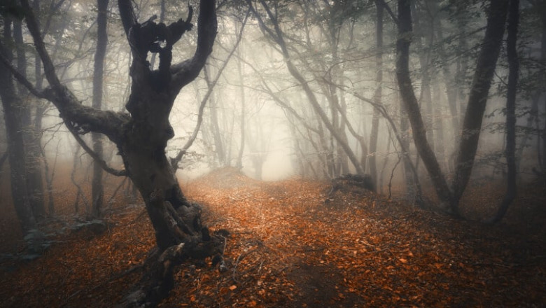 Descent into Darkness: Journey through the Haunting Hoia Baciu Forest