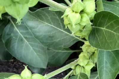 Ashwagandha: An Insight into its Medicinal Marvels