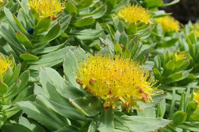 Rhodiola - Nature's Power-packed Performance Booster
