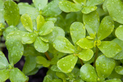 The Wonders of Purslane: An Unassuming Powerhouse of Health Benefits