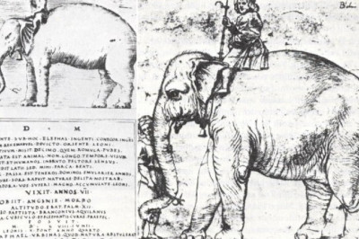 Unearthed History: The Vatican's Subterranean Elephant